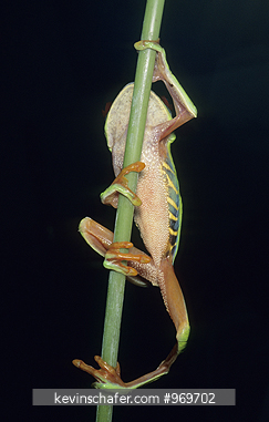 FROG, RED-EYED TREE: (Agalychnis callidryas) climbing stalk, Belize.