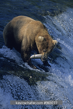 BEAR, BROWN: (Ursus arctos) Fishing in Brooks River, Katmai National Park, Alaska.