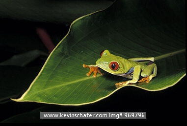 RED-EYED TREE FROG: (Agalychnis callidryas)  Costa Rica, Tortuguero National Park, Red-eyed tree frog on leaf.