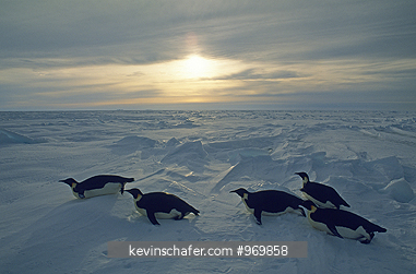 PENGUINS, EMPEROR: (Aptenodytes forsteri), Tobaggoning, returning to colony, Antarctica.