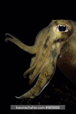 FISH, CUTTLEFISH: (Sepia officinalis) close up of profile, underwater, captive.