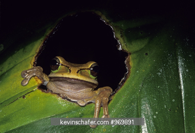 FROG: (Smilisca phaeota), sitting in leaf, Costa Rica.