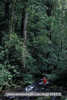 COSTA RICA: Costa Rica, La Amistad Bio Reserve, Hiker looking into the rainforest.