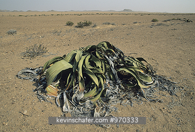 PLANT: Welwitschia Mirabilis, ancient plant, Namib Desert, Namibia.