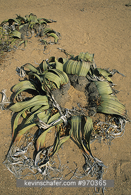 PLANT: Welwitschia Mirabilis, ancient plant, Namib Desert, Namibia.