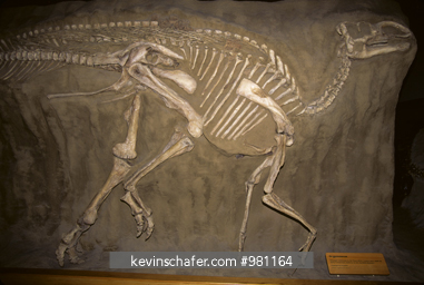 FOSSIL: Dinosaur, fossil of (Gryposaurus), cretaceous, Royal Tyrell Museum, Drumheller, Alberta, Canada.