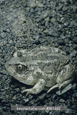TOAD, GREAT BASIN SPADEFOOT: Great Basin Spadefoot Toad (Scaphiopus intermontanus) wild, Mono Lake, California.