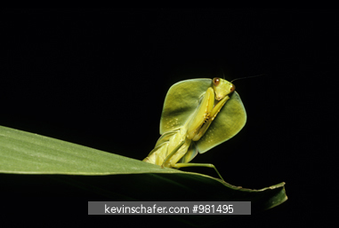 PRAYING MANTIS: (Choerododis strumaria) Leaf-mimic, Tortuguero National Park, Costa RIca.