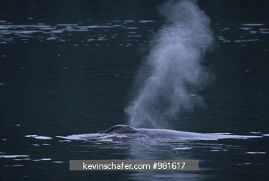 WHALE, HUMPBACK: (Megaptera novaeangliae) endangered, breathing at surface, Southeast Alaska.