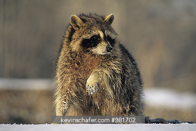 RACCOON : (Procyon lotor) Uinta National Forest, Utah.