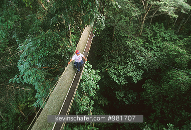 PERU: Amazonia, Iquitos area, Aceer, rainforest canopy walkway.