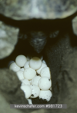 GREEN SEA TURTLE: (Chelonia mydas)  Costa Rica, Tortuguero National Park, Female laying eggs.