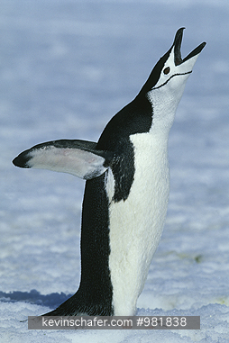 PENGUINS, CHINSTRAP: (Pygoscelis antarctica)  Antarctica, South Sandwich Island, Chinstrap penguin calling.