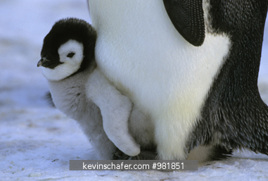 PENGUIN, EMPEROR: (Aptenodytes foresteri)  Adult with chick, Atka Bay, Antarctica.