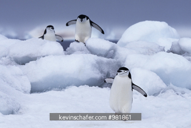 PENGUINS, CHINSTRAP: (Pygoscelis antarctica) on snow, South Sandwich Islands, Antarctica.