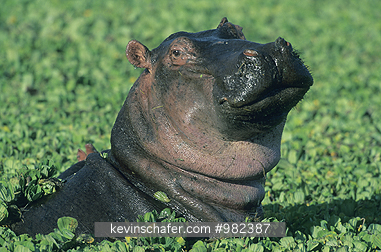 HIPPOPOTAMUS: (H. amphibius)  Kenya, Masai Mara Reserve, Hippopotamus in weed choked pool.