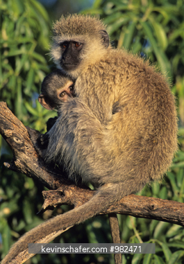 MONKEY, VERVET: (Cercopithecus aethiops) Mother and baby, Masai Mara, Kenya.
