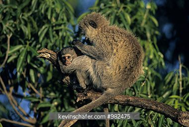 MONKEY, VERVET: (Cercopithecus aethiops)  Kenya, Masai Mara, Mother grooming baby vervet monkey in tree.