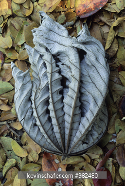 PLANTS, MISC: Fallen Cecropia leaf, Santa Rosa National Park, Costa Rica.