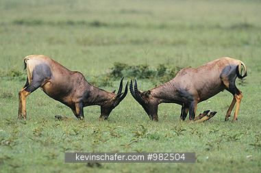 TOPI: (Damaliscus)  Kenya, Masai Mara, Male topis fighting.