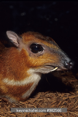 MALAYSIAN MOUSE DEER: (Tragulus hapu), Captive, portrait.