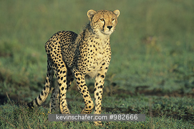 CHEETAH: (Acinonyx jubatus)  Kenya, Masai Mara Reserve, Portrait of a cheetah walking.