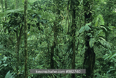 PANAMA: Rainforest, Nusagandi, Kuna Preserve, Panama.