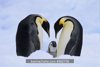 PENGUIN, EMPEROR: (Apentodytes forsteri) adult pair with chick begging, Weddell Sea, Antarctica.