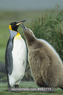 PENGUINS, KING: King Penguin, (Aptenodytes patagonica) feeding chick, South Georgia, sub-Antarctica