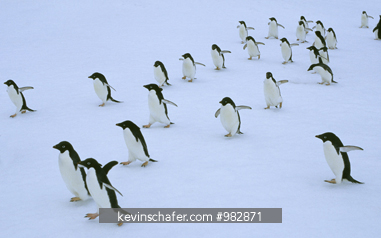 PENGUINS, ADELIE: (Pygoscelis adeliae) group moving across snow, South Sandwich Islands, Antarctica.
