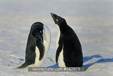 ADELIE PENGUIN: Adelie Penguins (Pygoscelis adeliae) two, South Sandwich Islands, Antarctica