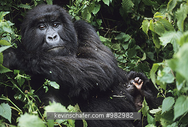 GORILLA, MOUNTAIN: (Gorilla gorilla beringei) Rwanda, Virunga Mountains, Portrait of mother and baby, Sabyinyo group.