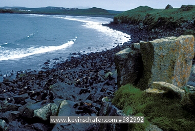 SEAL, NORTHERN FUR: (Callorhinus ursinus)  Alaska, Pribilof Islands, St. Paul Island, Northern fur seals on the beach.