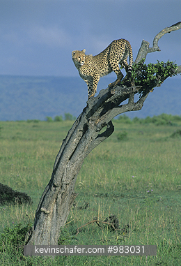 CHEETAH: (Acinonyx jubatus) Kenya, Masai Mara, Cheetah climbing tree to look for prey.