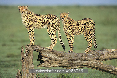 CHEETAH: (Acinonyx jubatus)  Kenya, Masai Mara Reserve, Two cheetahs on fallen log.
