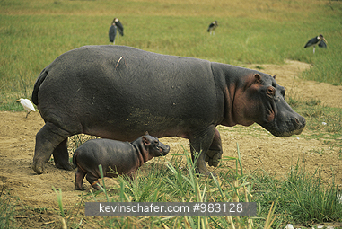 HIPPOPOTAMUS: (H. amphibius)  Uganda, Queen Elizabeth National Park, Mother and baby hippos.