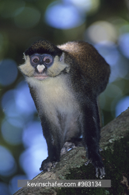 MONKEY, RED-TAILED: (Cercopithecus ascanius) Queen Elizabeth National Park, Uganda.