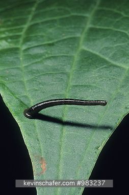 LEECH: Costa Rica, La Amistad National Park, Leech on leaf in the rainforest.
