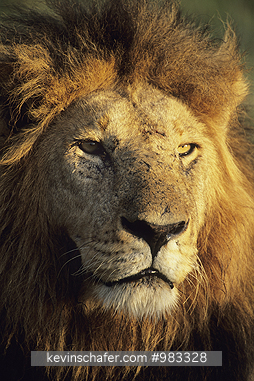 LIONS, AFRICAN: (Panthera leo)  Kenya, Masai Mara Reserve, Portrait of a male African lion at dawn.