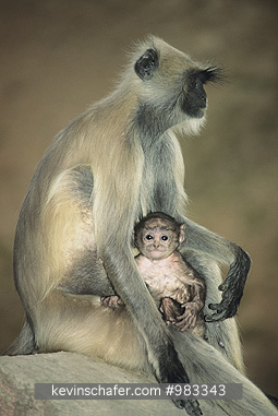 MONKEY, LANGUR HANUMAN (Gray): (Semnopithecus entellus)  India, Rajasthan, Langur Hanuman monkey with young.