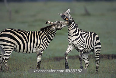 ZEBRA, PLAINS (BURCHELL): (Equus burchelli)  Kenya, Masai Mara Reserve,  Two male Plains zebras sparring.