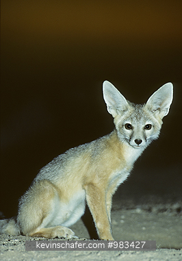FOX, KIT: Desert Kit fox (Vulpes macrotis arsipus) Emerges from den at dusk, Mojave Desert, California USA,  