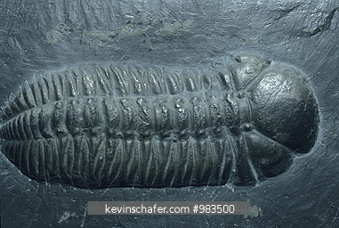 FOSSILS: Trilobite fossil, Burgess Shale Museum, British Columbia, Canada.