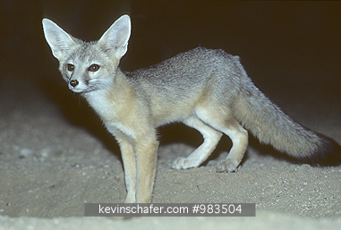 FOX: Desert Kit fox (Vulpes macrotis arsipus) emerges from den at dusk, Mojave Desert, California