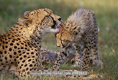 CHEETAH: (Acinonyx jubatus)  Kenya, Masai Mara, Portrait of a cheetah and young.