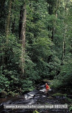 COSTA RICA: Costa Rica, La Amistad National Park, Hiker in rainforest.