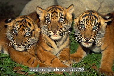 TIGERS, SUMATRAN: (Panthera tigris sumatrae)  Portrait of three endangered Sumatran tiger cubs, captive.