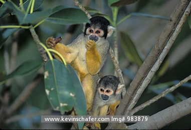 COMMON SQUIRREL MONKEY: (Saimiri sciureus)  Amazonia, Two captive common squirrel monkeys in tree.