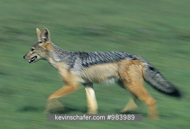JACKAL: (Canis mesomelas) Black-backed Jackal running, Masai Mara Reserve, Kenya.