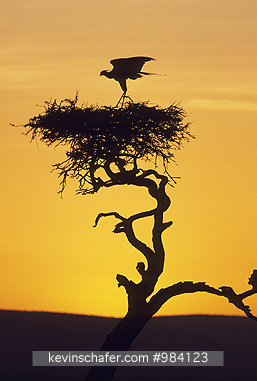 SECRETARYBIRD: (Sagittarius serpentarius) Kenya, Masai Mara Reserve,  Secretarybird  in roost tree at sunrise.